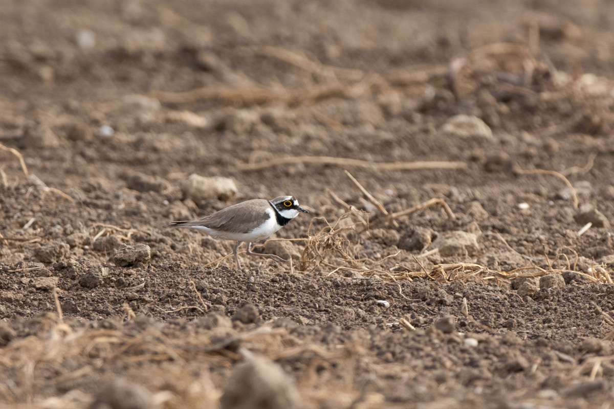 Little Ringed Plover