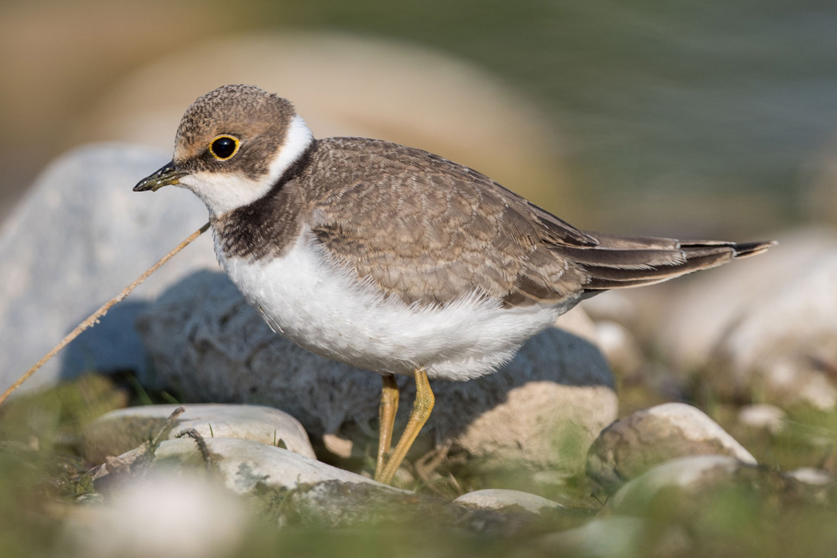 Little Ringed Plover