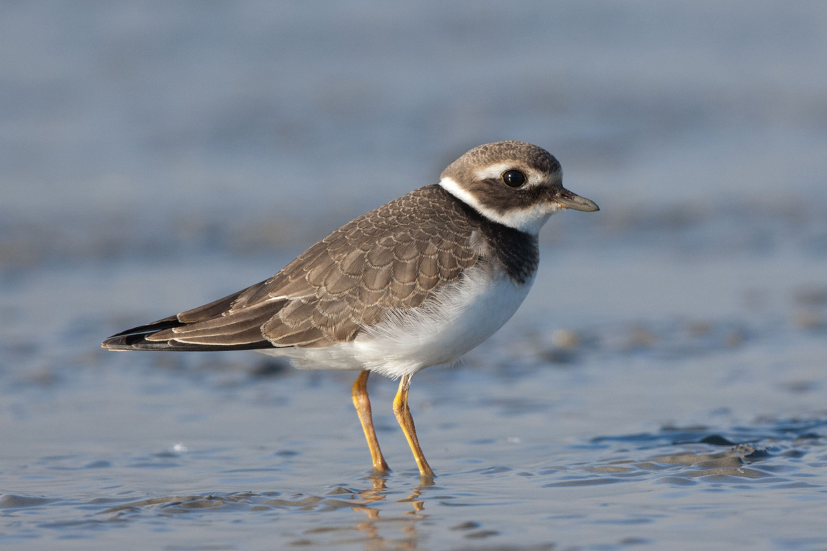 Common Ringed Plover