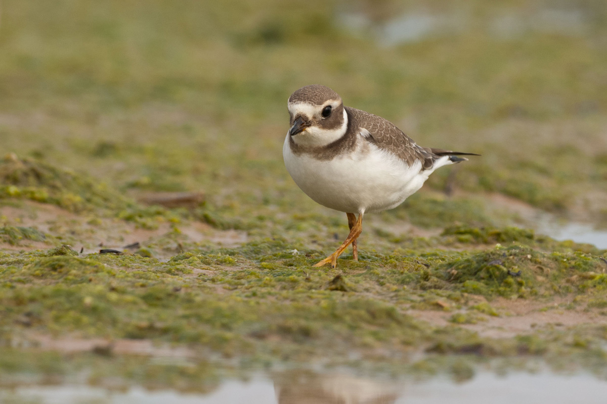 Common Ringed Plover