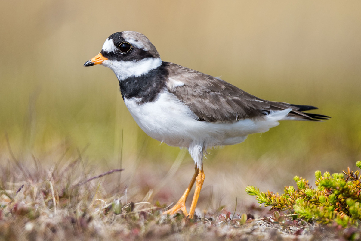 Common Ringed Plover