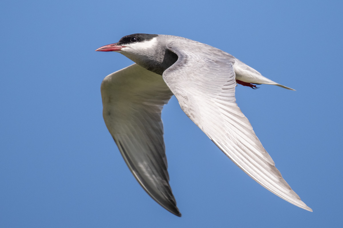 Whiskered Tern