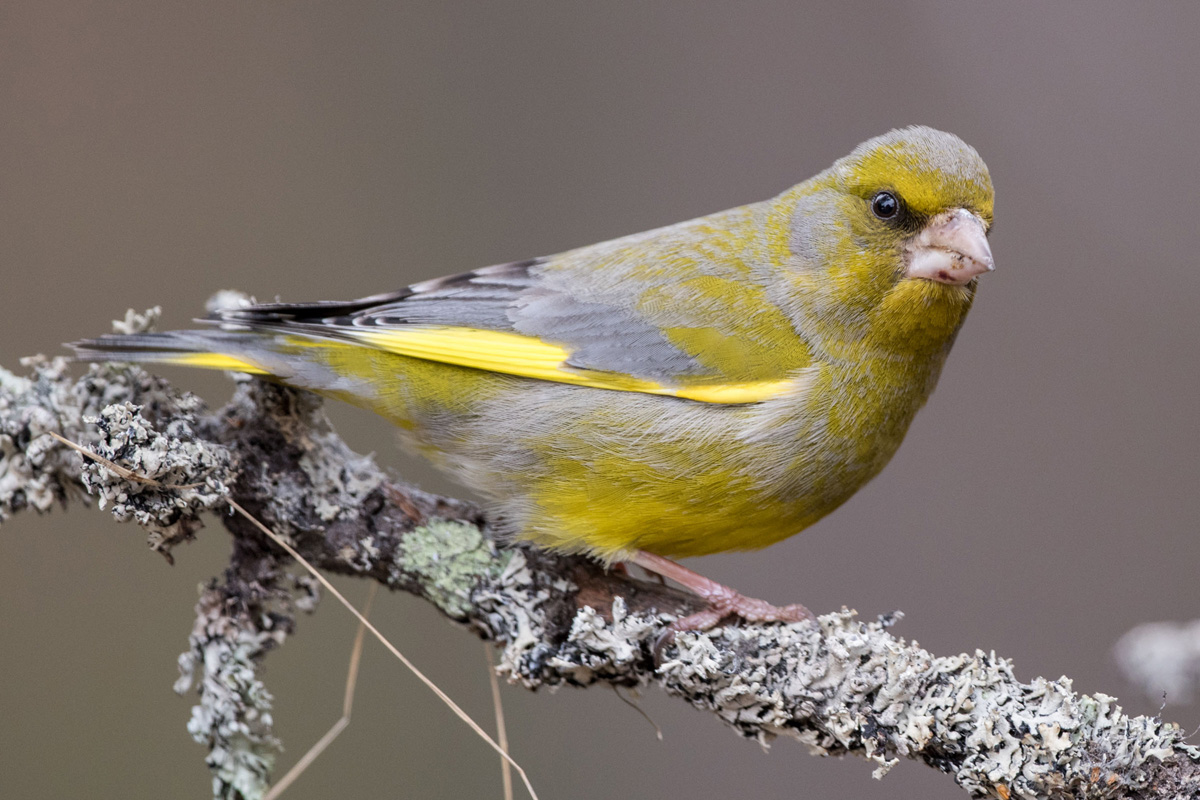 European Greenfinch
