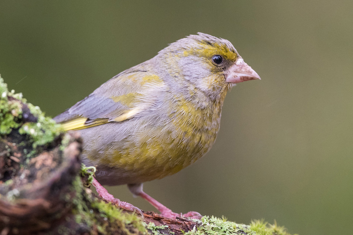 European Greenfinch