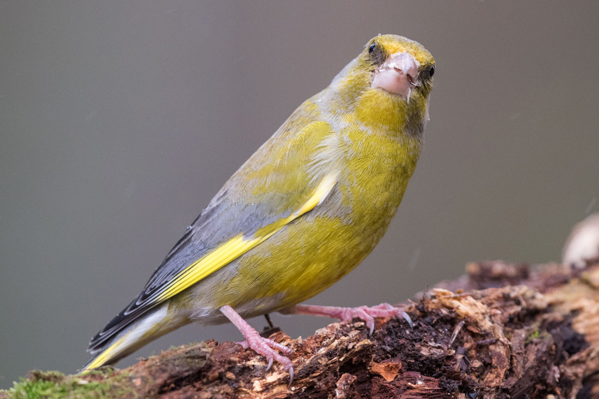 European Greenfinch