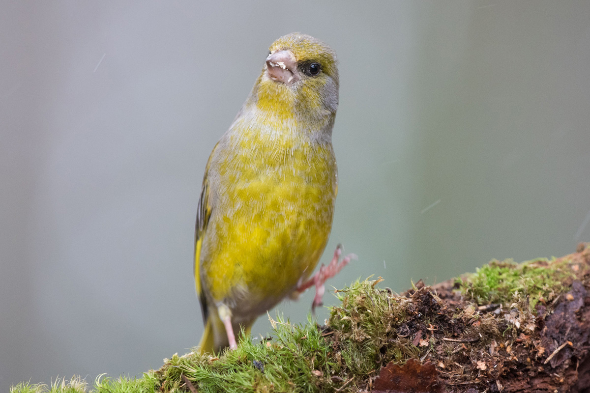 European Greenfinch