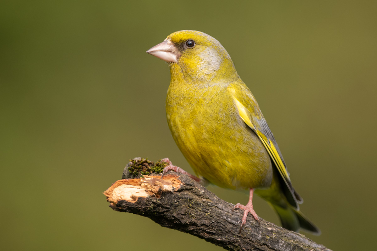 European Greenfinch