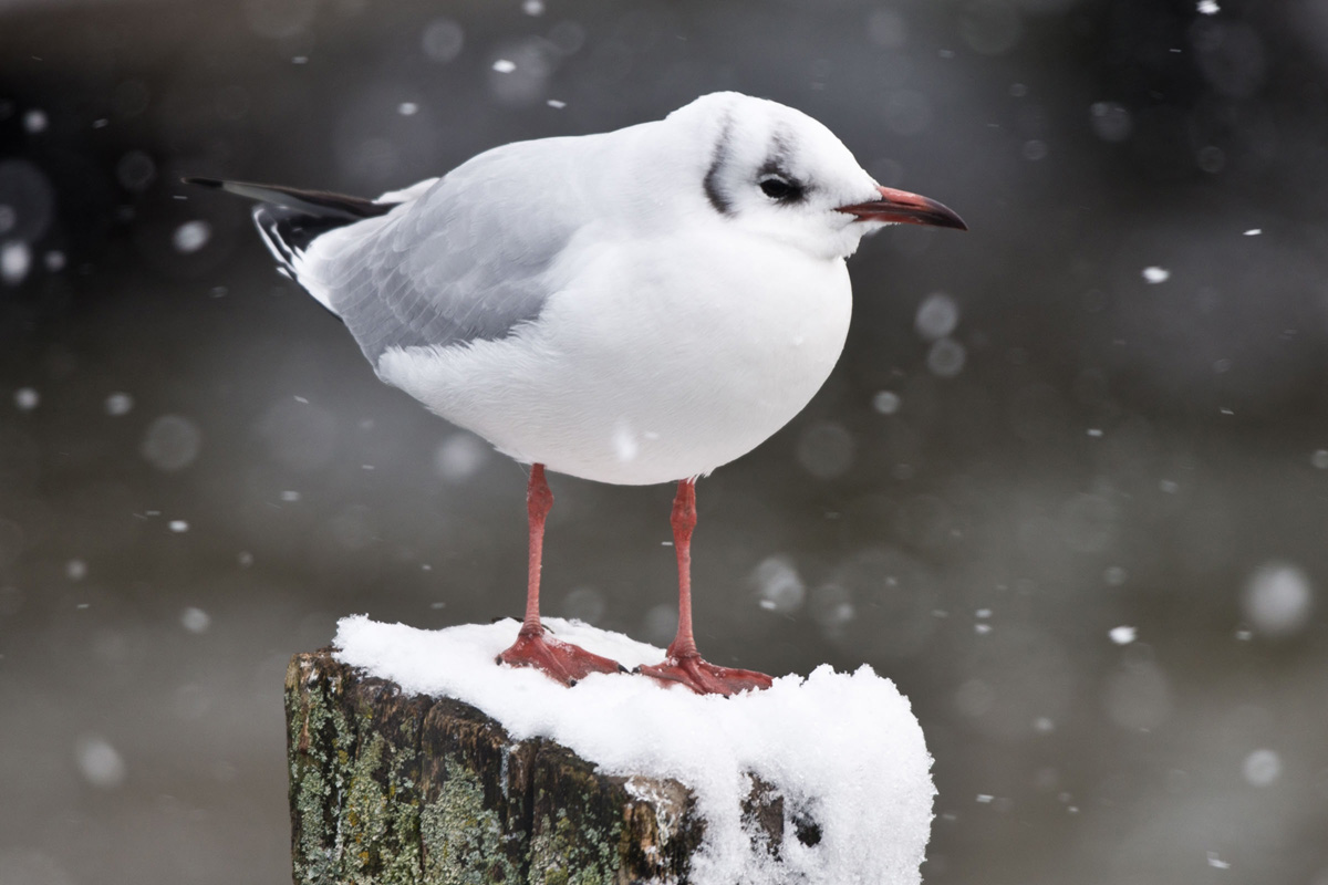 Black-headed Gull
