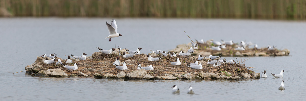 Black-headed Gull