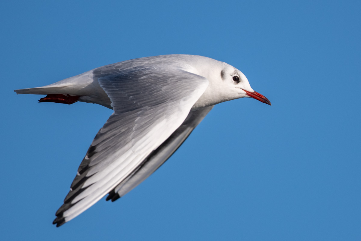 Black-headed Gull