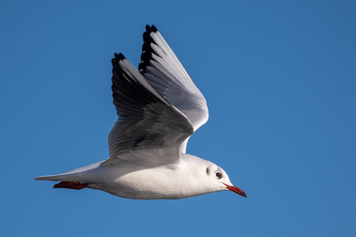 Black-headed Gull