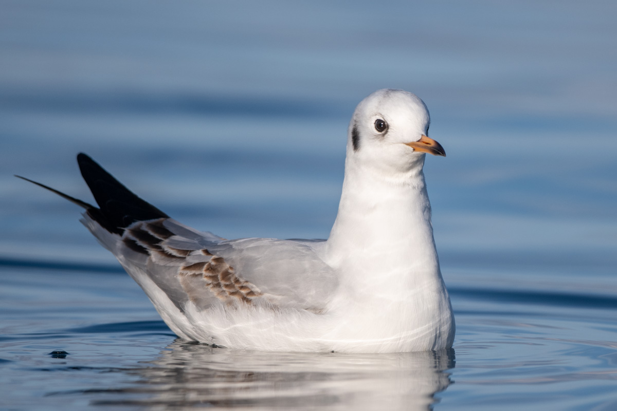 Black-headed Gull