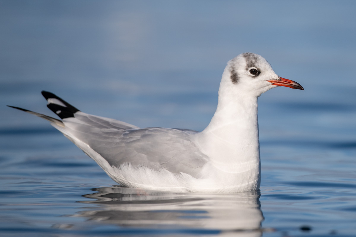 Black-headed Gull