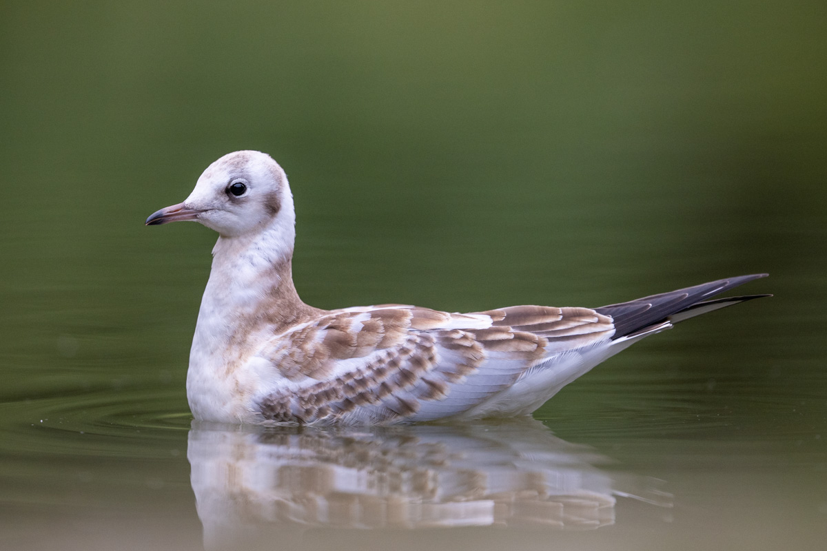 Black-headed Gull