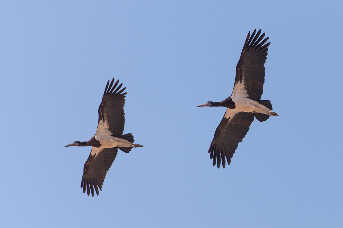 Abdim's Stork