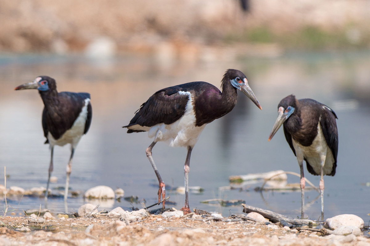 Abdim's Stork
