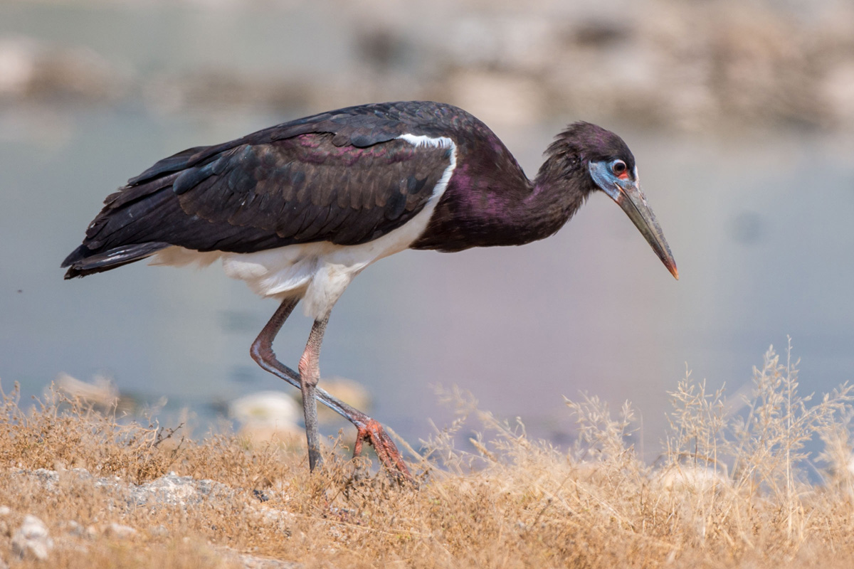 Abdim's Stork