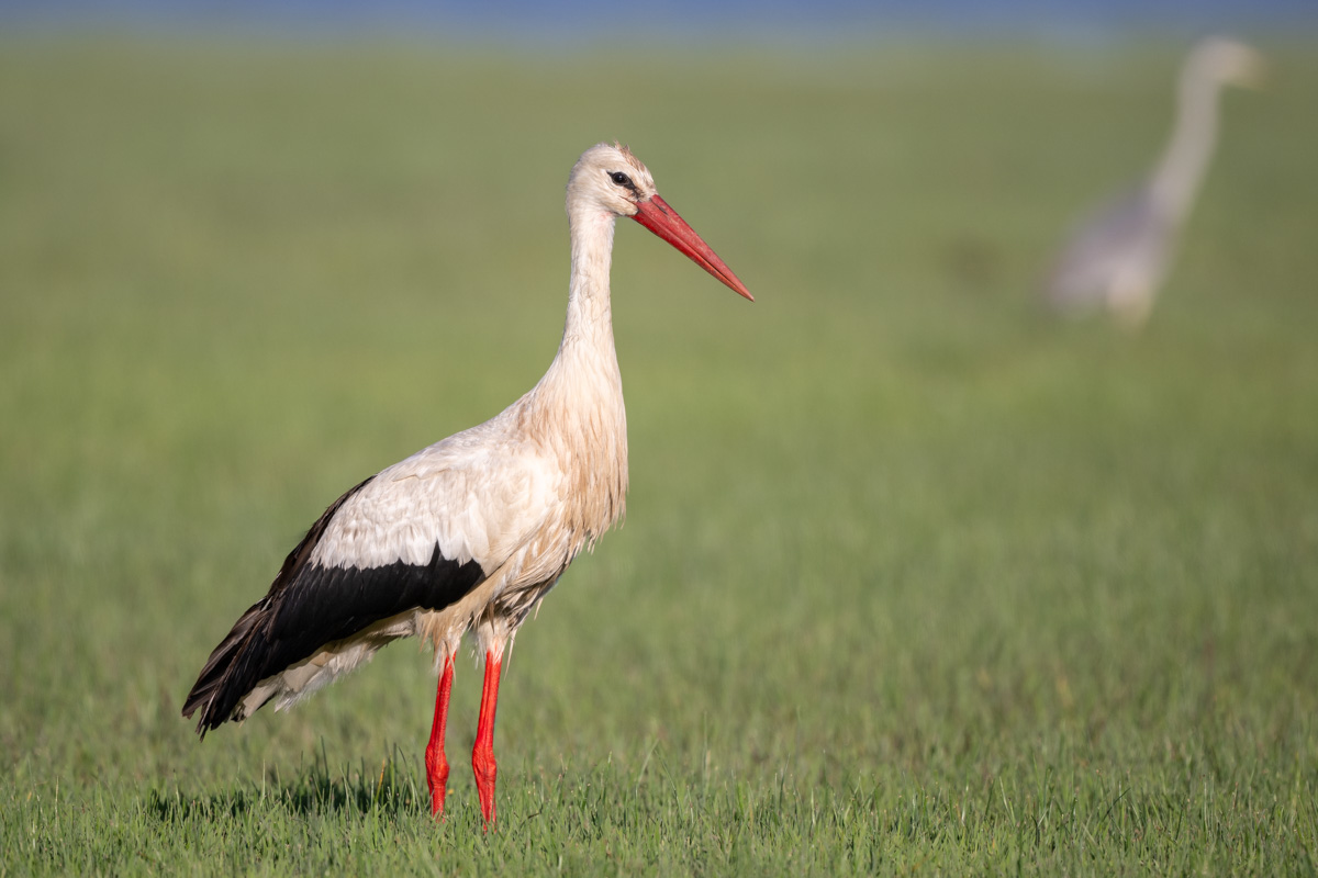 White Stork