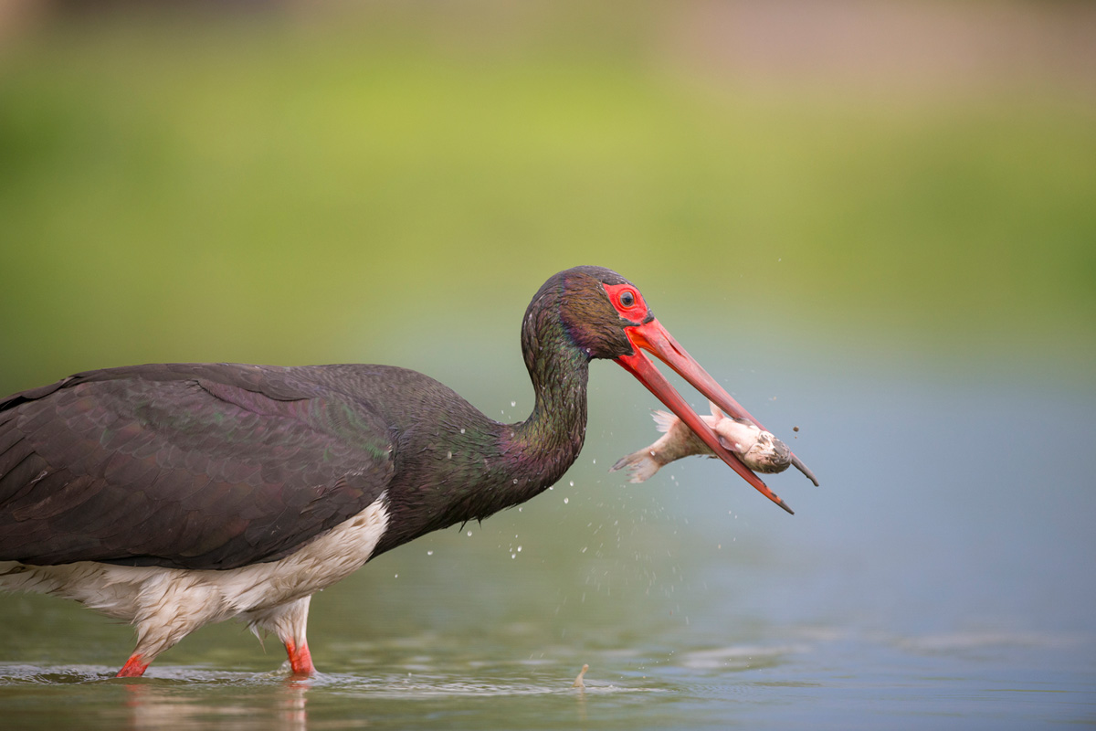 Black Stork