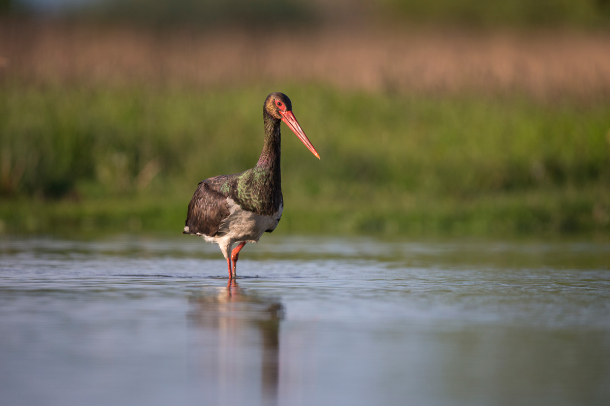 Black Stork