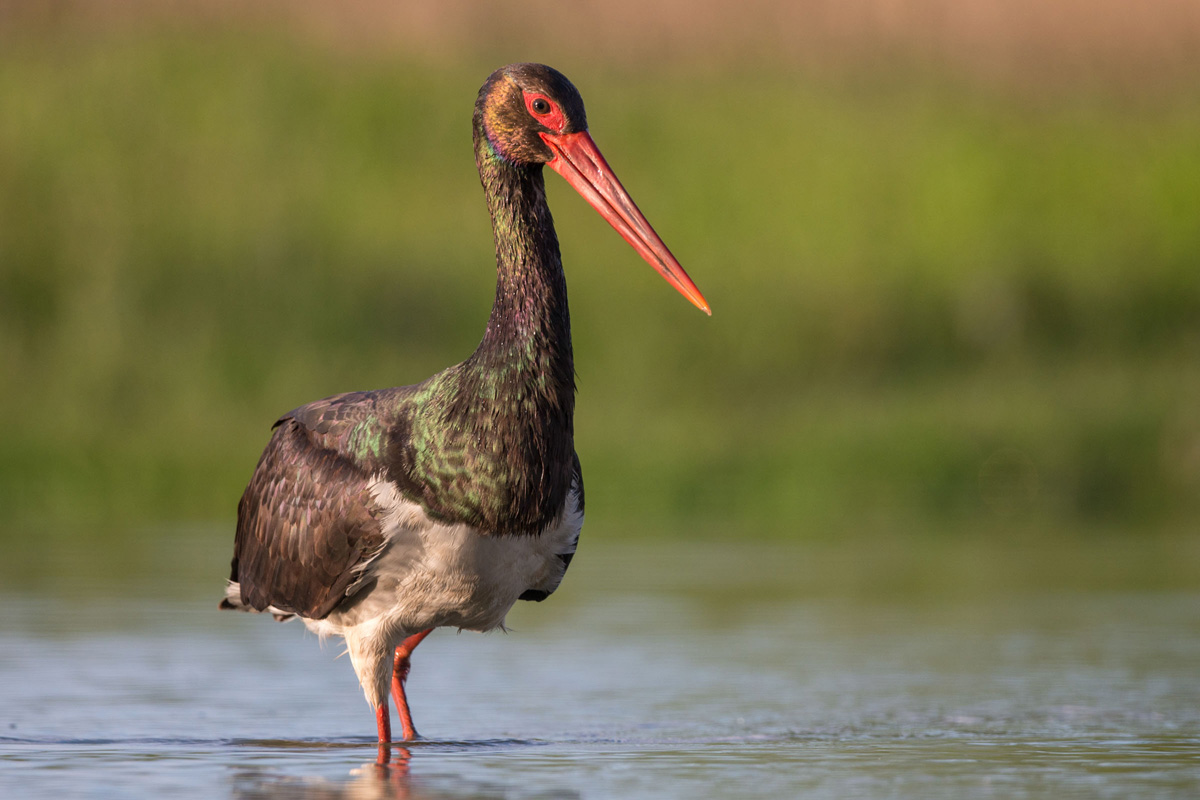 Black Stork
