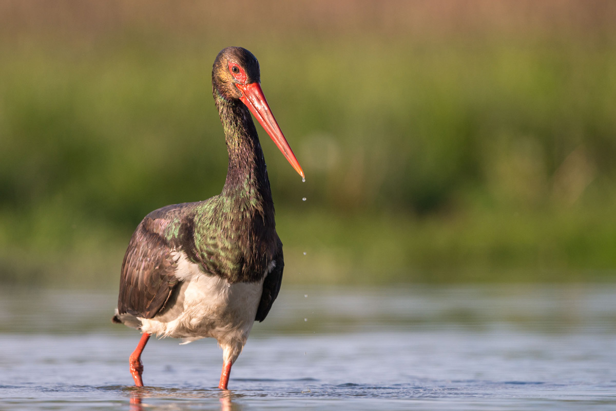 Black Stork