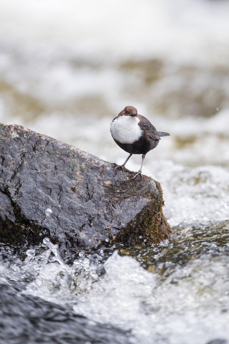 White-throated Dipper