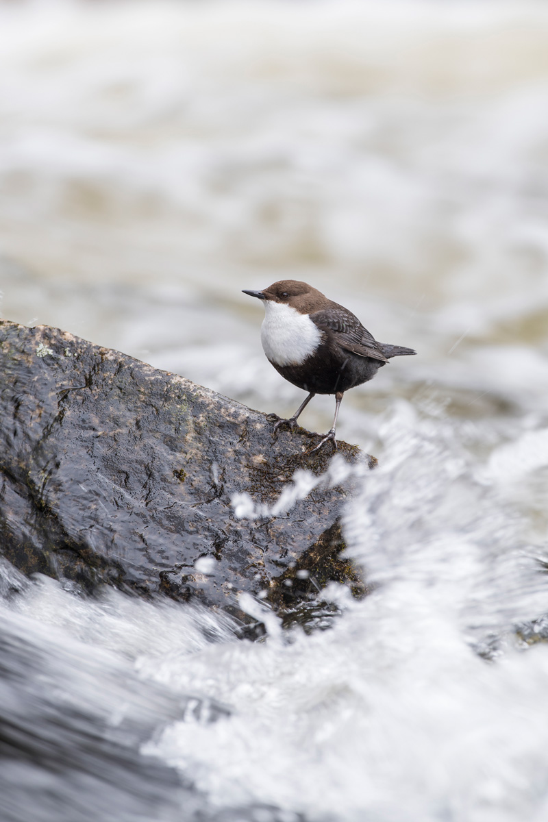 White-throated Dipper