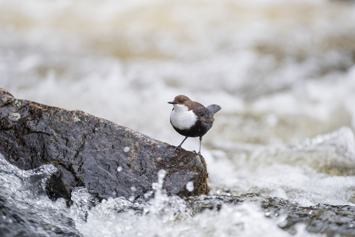 White-throated Dipper