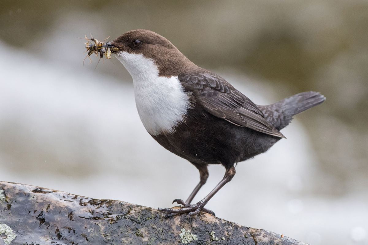 Wasseramsel