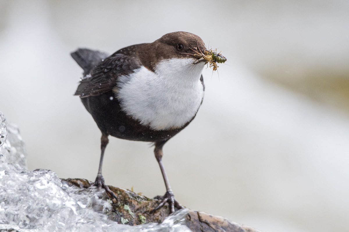 White-throated Dipper
