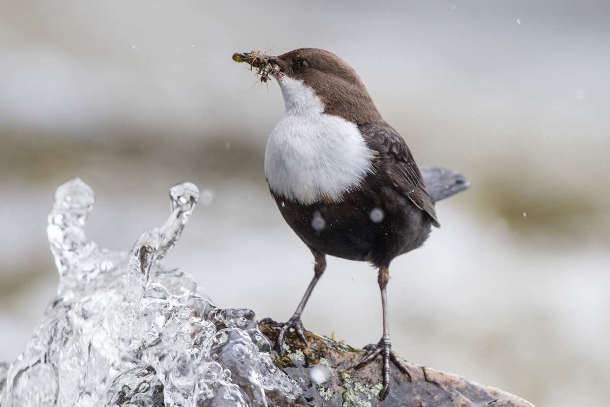White-throated Dipper