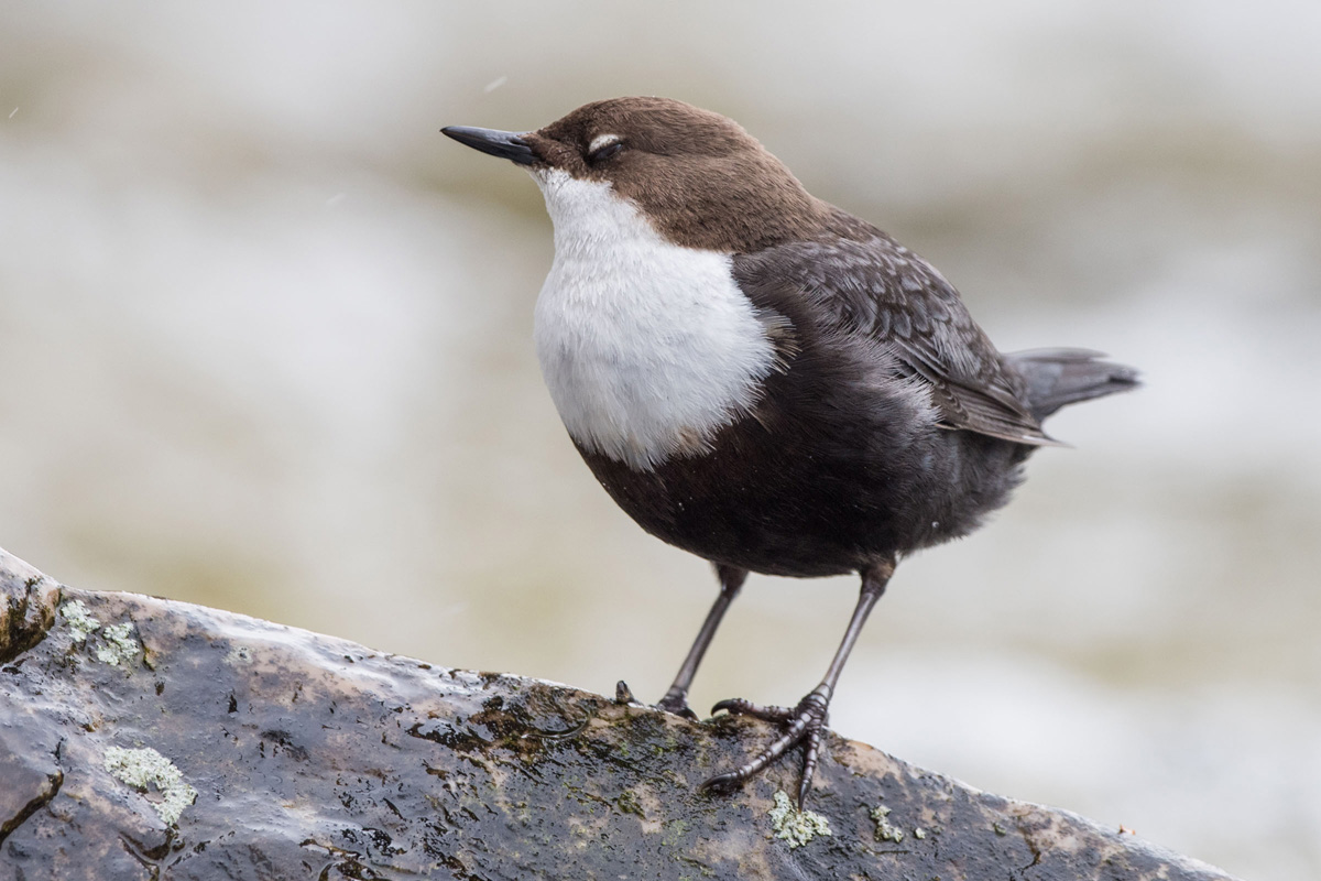 White-throated Dipper
