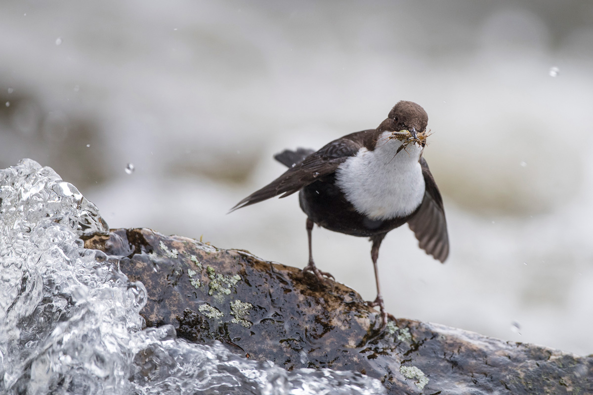 White-throated Dipper