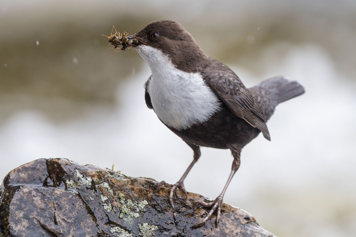 White-throated Dipper