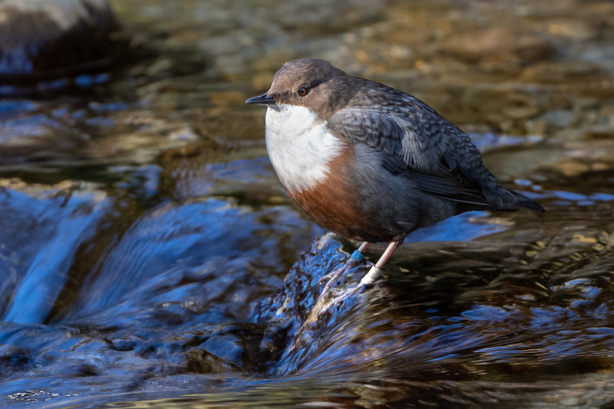 White-throated Dipper