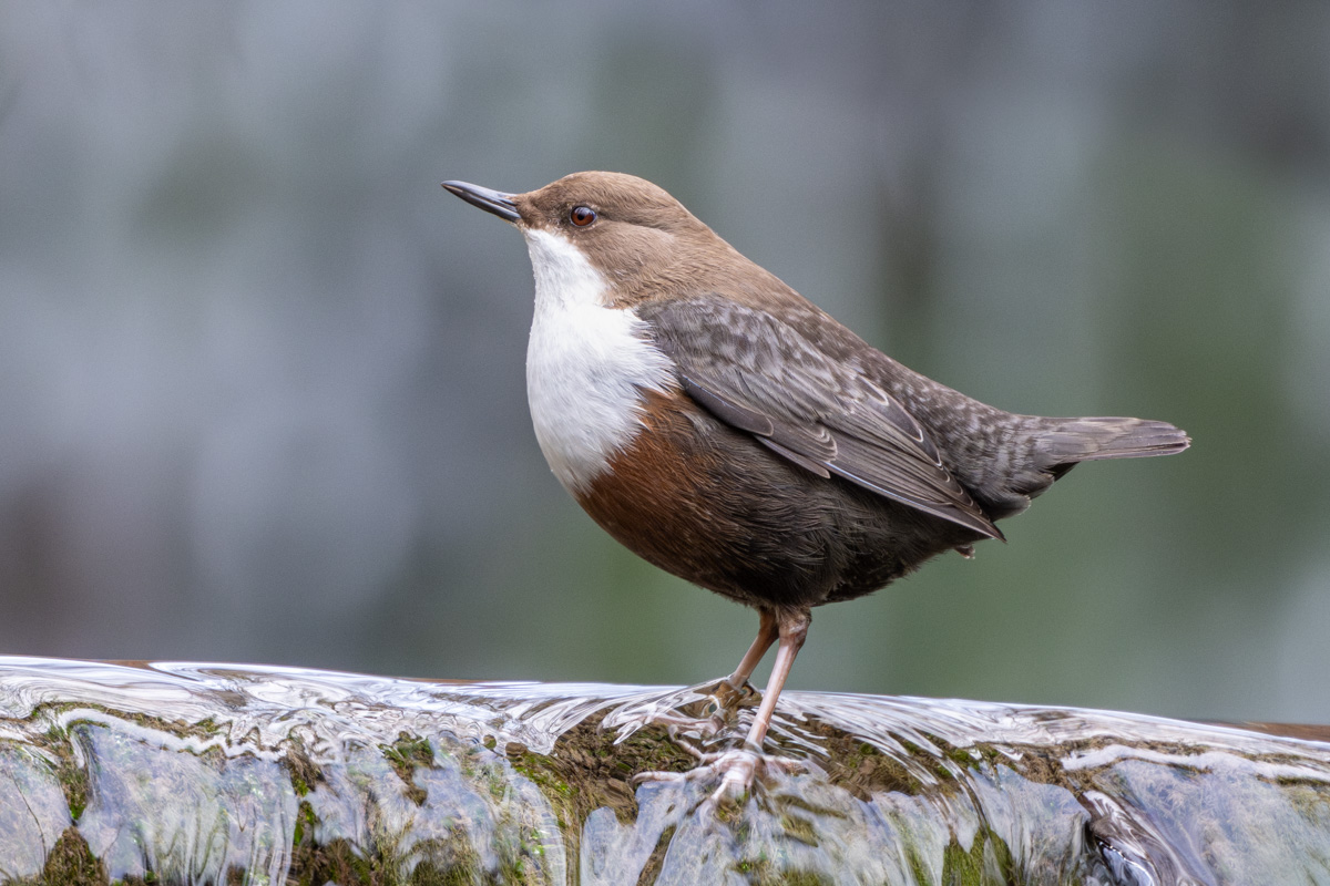 Wasseramsel