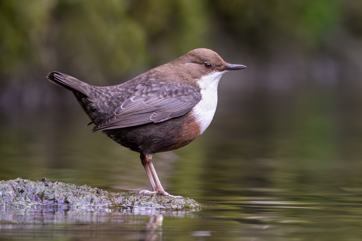 Wasseramsel