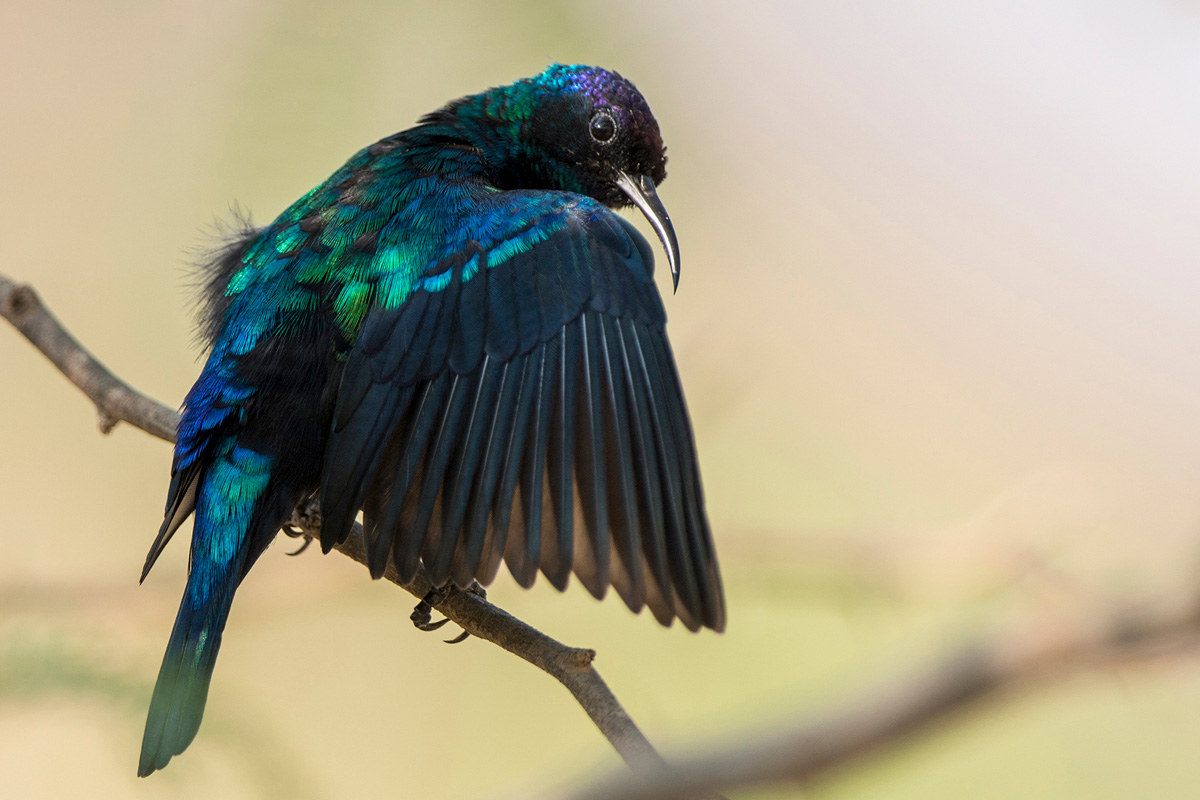 Arabian Sunbird