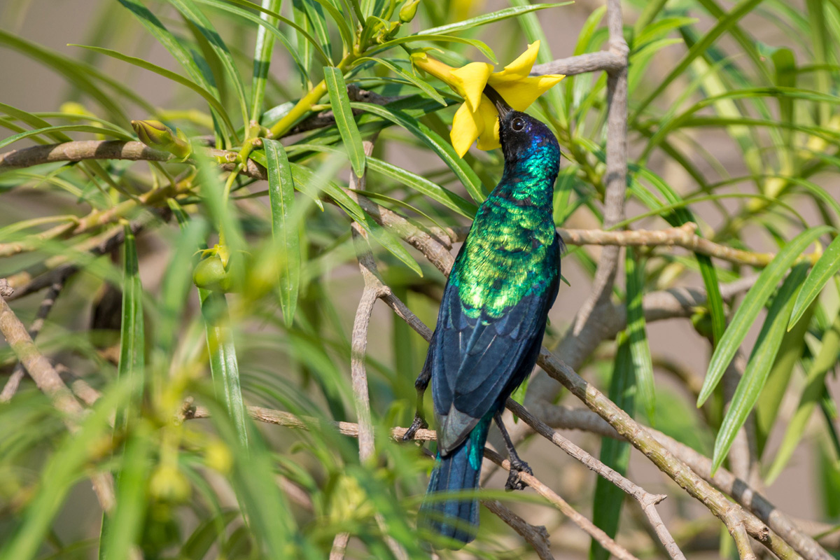 Arabiennektarvogel