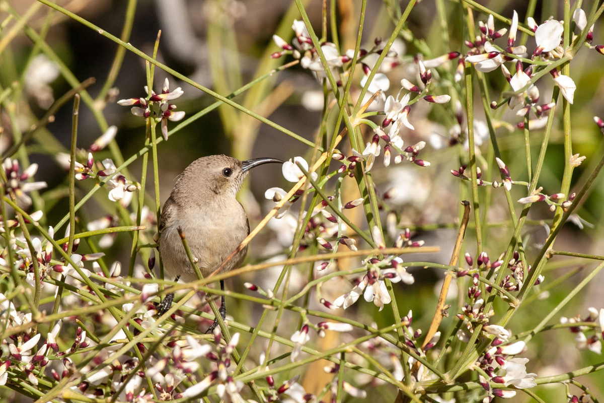 Jerichonektarvogel