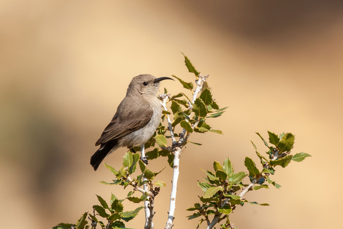 Palestine Sunbird