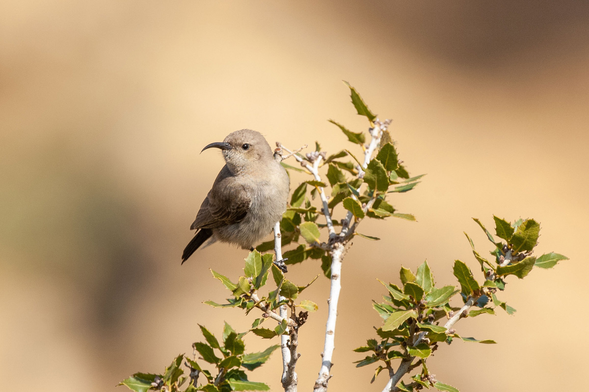 Jerichonektarvogel
