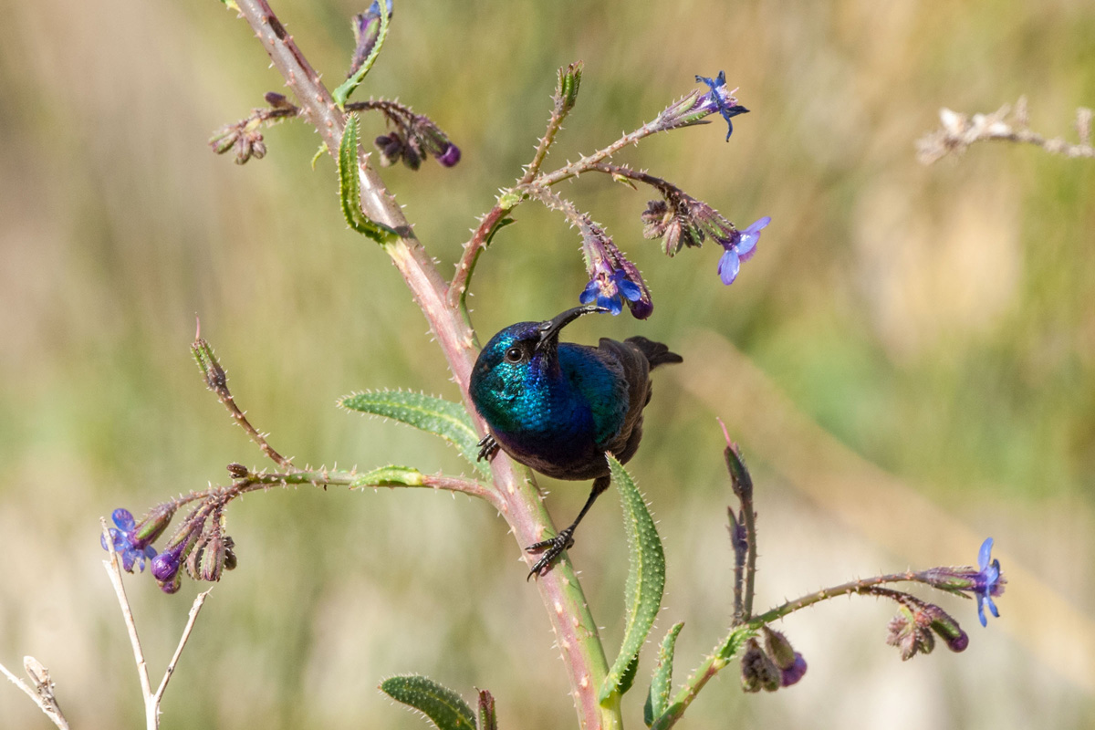 Palestine Sunbird