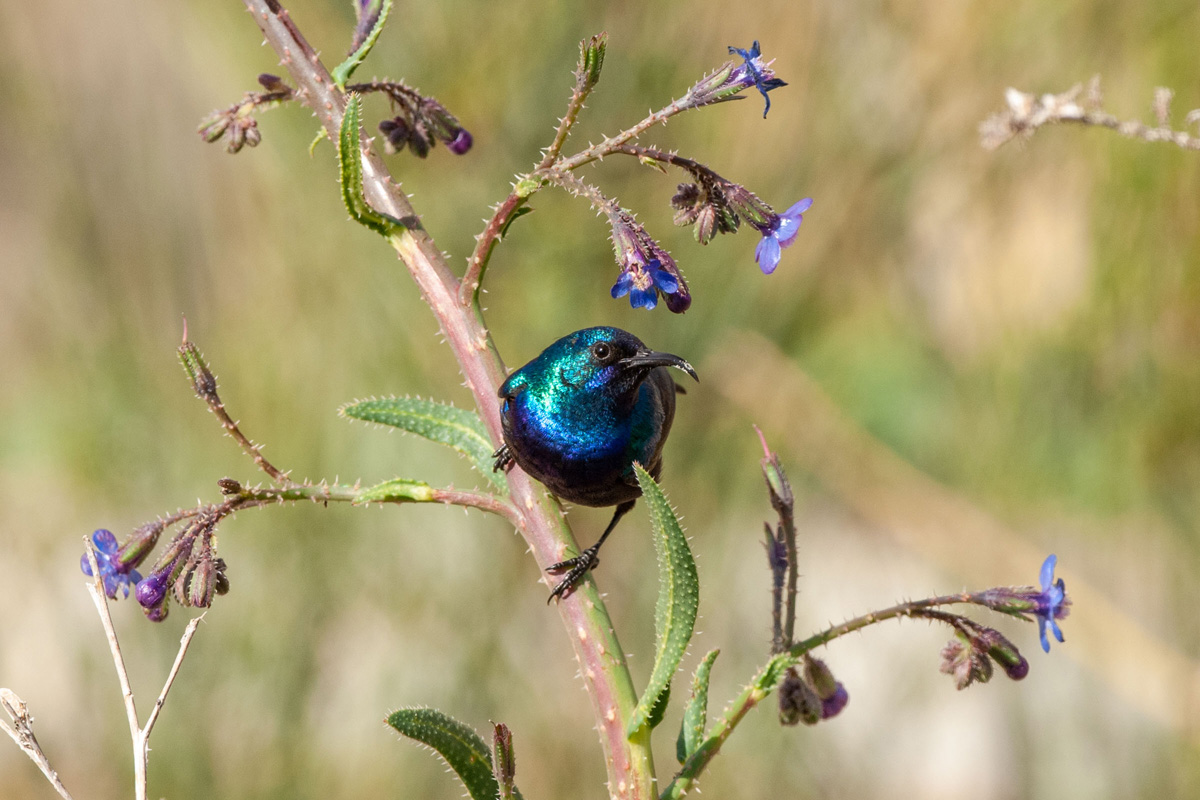 Palestine Sunbird