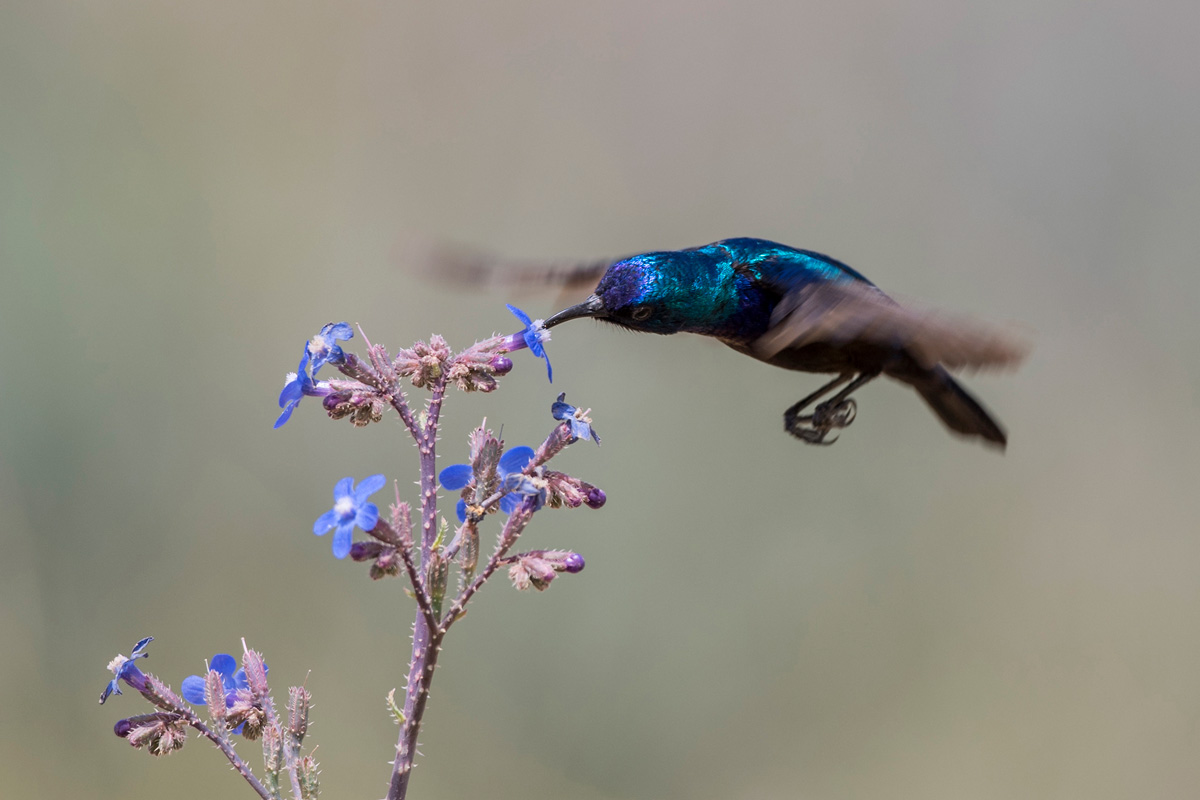 Jerichonektarvogel