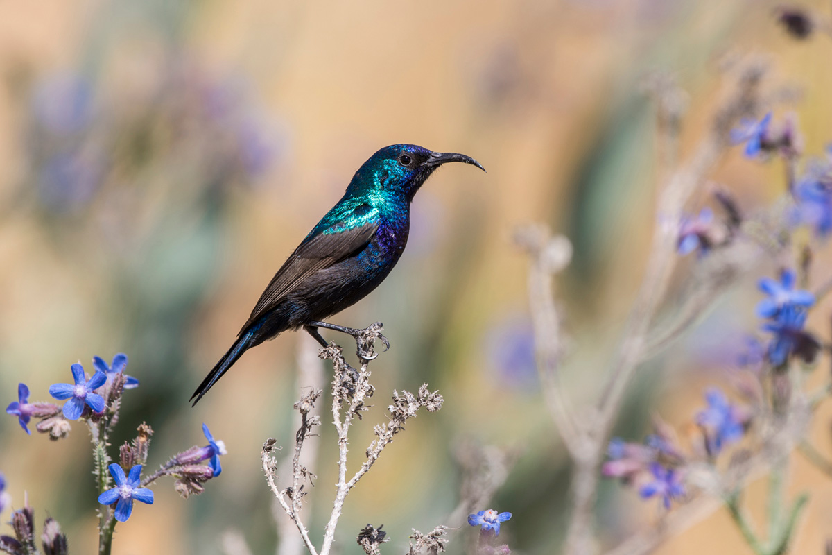 Palestine Sunbird