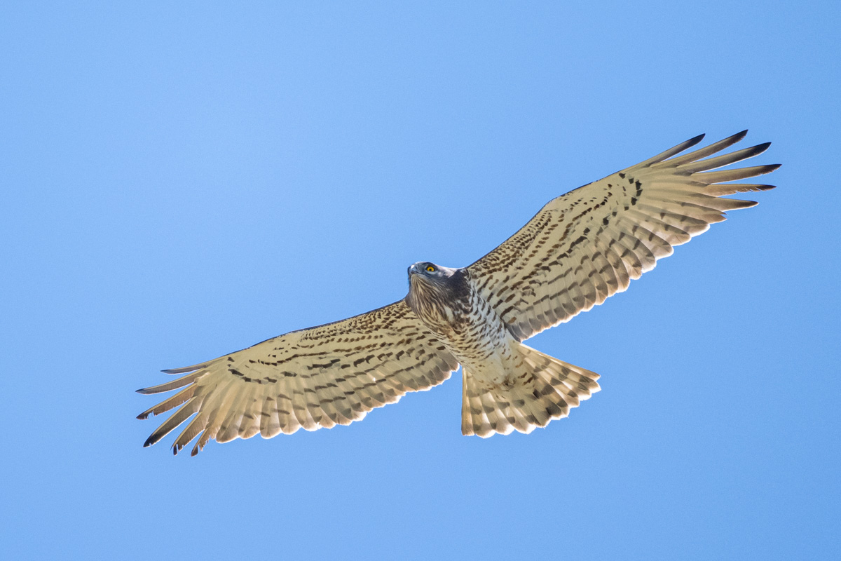 Short-toed Snake Eagle