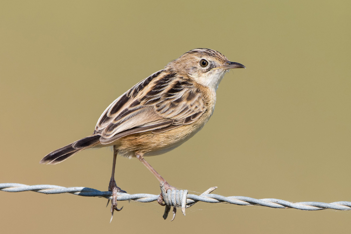 Zitting Cisticola