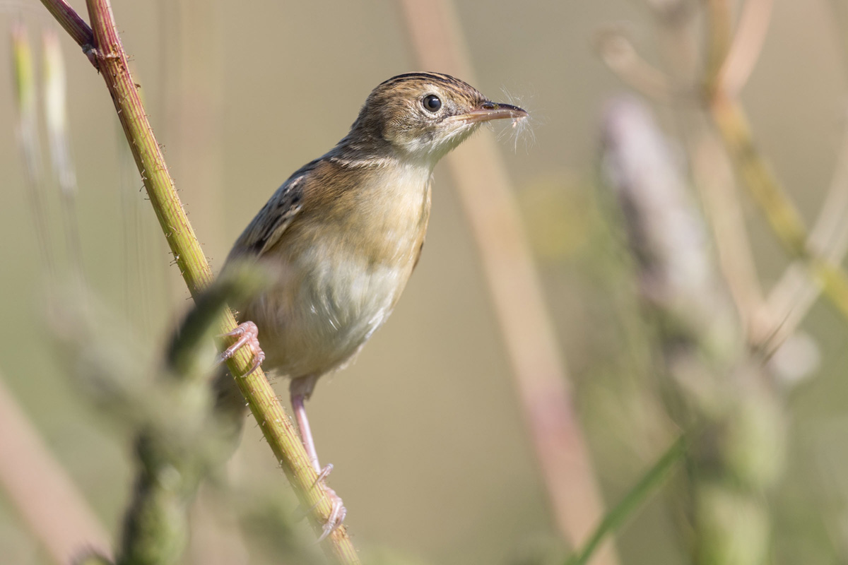 Zitting Cisticola
